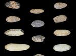 Lot: Fossil Seed Cones (Or Aggregate Fruits) - Pieces #148848-1